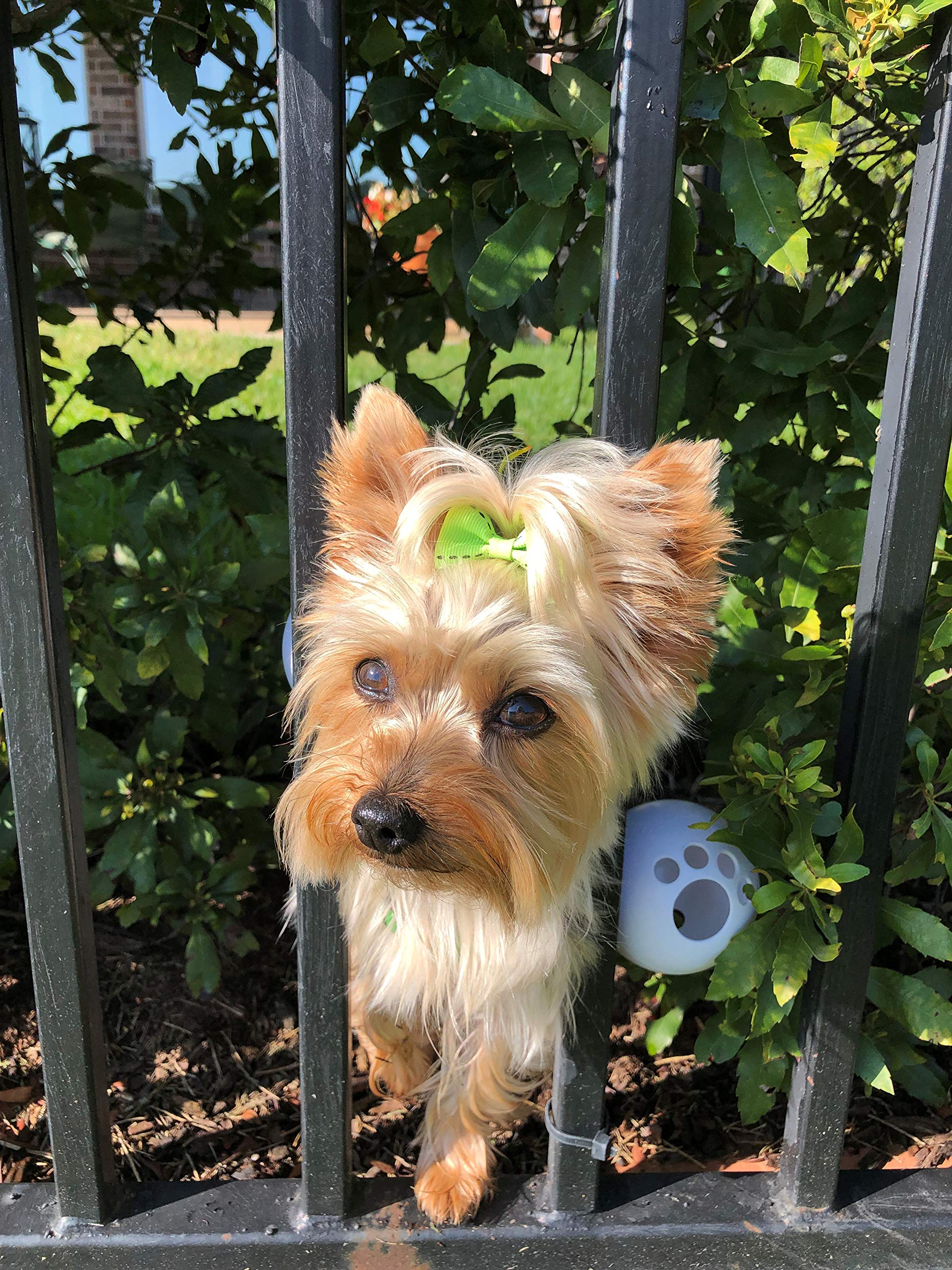 Holistic and Preventive Pet Care Trends for 2026: Integrating Natural Solutions, Smart Tech, and Personalized Wellness