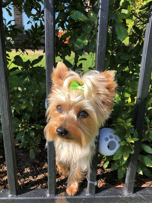 Holistic and Preventive Pet Care Trends for 2026: Integrating Natural Solutions, Smart Tech, and Personalized Wellness