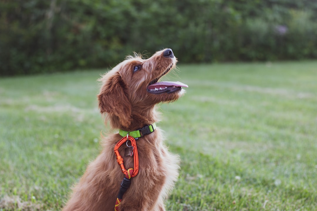 Essential Guide for New Puppy Owners: Supplies, Training, and Health Tips