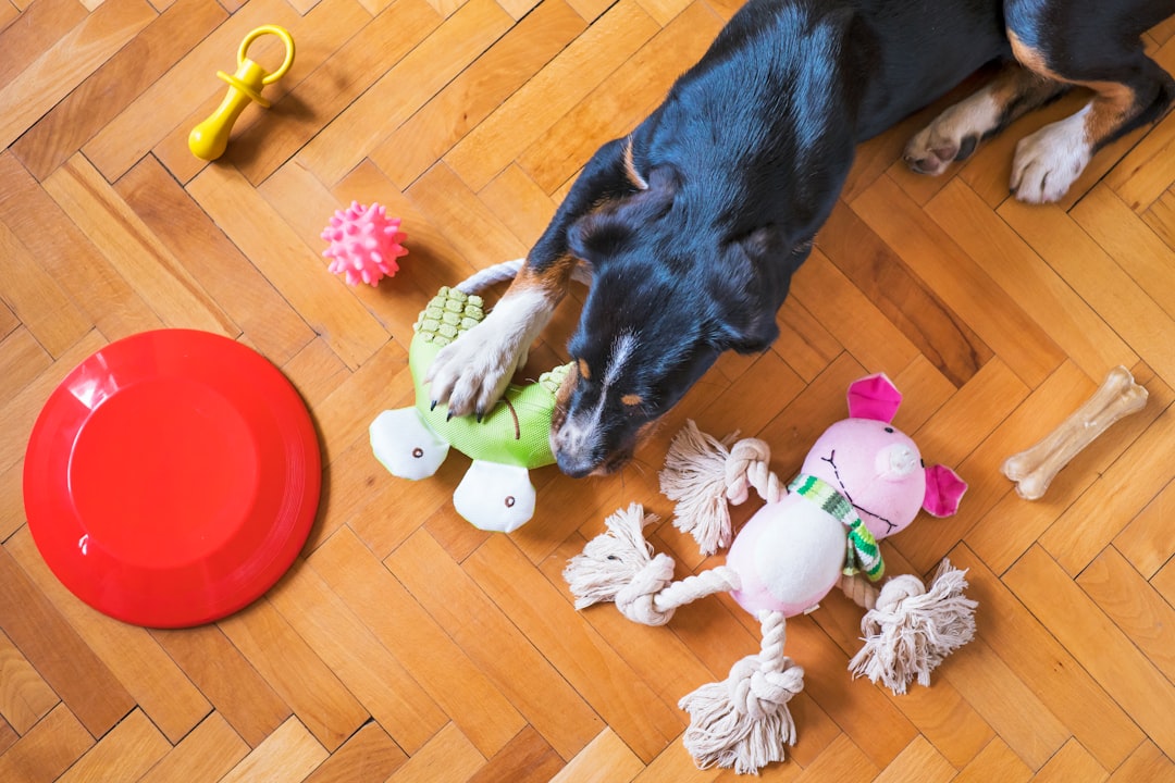 Essential Tips for Pet Toy Maintenance and Replacement: Ensuring Safety, Hygiene, and Engagement