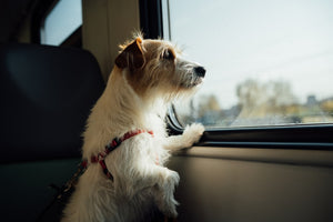 Best Pet Travel Carriers: Safety, Comfort, and Tips for Stress-Free Journeys
