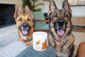 Gut Health for Pets: Essential Tips and Probiotic Benefits for Dogs and Cats