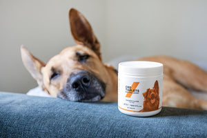 The Role of Nutrition and Supplements in Enhancing Pet Health