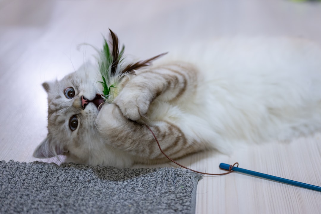 Enhancing Indoor Cats' Lives: The Benefits of Wand Teaser Toys and Real Fur/Feather Attachments