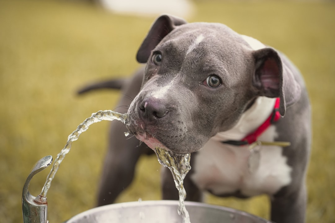 The Importance of Hydration in Dogs: Signs, Risks, and Tips for Maintaining Canine Health