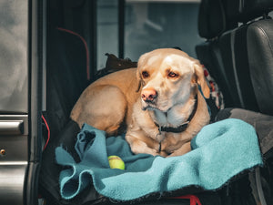 "Essential Tips and Gear for Safe and Stress-Free Pet Travel by Car and Air"