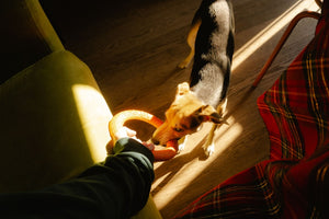 Enhancing Pet Well-Being: Effective Indoor Activities for Mental Stimulation and Happiness