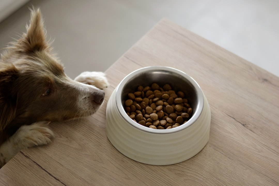 The Future of Pet Nutrition: Personalization, Gut Health, and Cutting-Edge Technologies