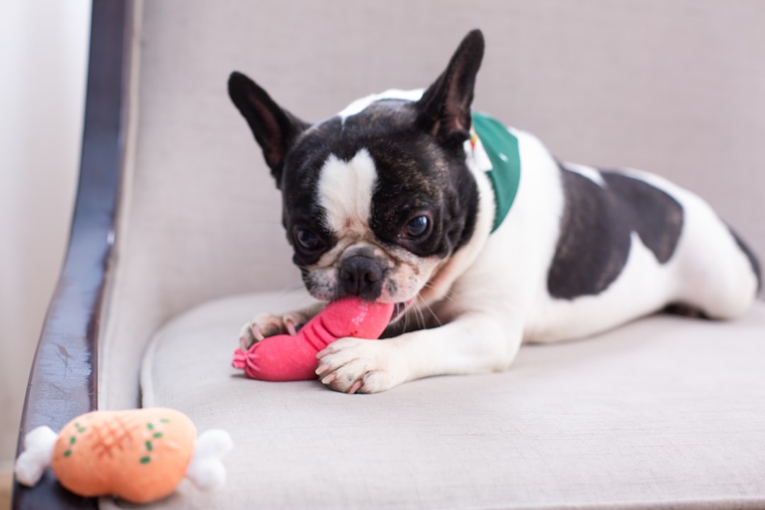 Top Chew Toys for Dog Dental Health: Safe Options for Clean Teeth and Happier Pets