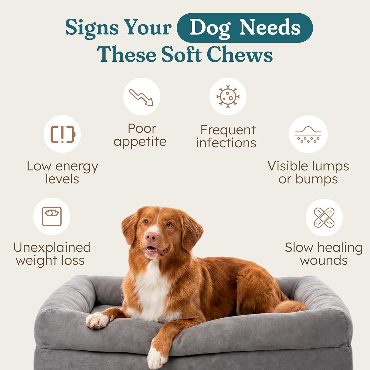 Immune Support Chews for Dogs Pork Flavor Wellness Soft Chews