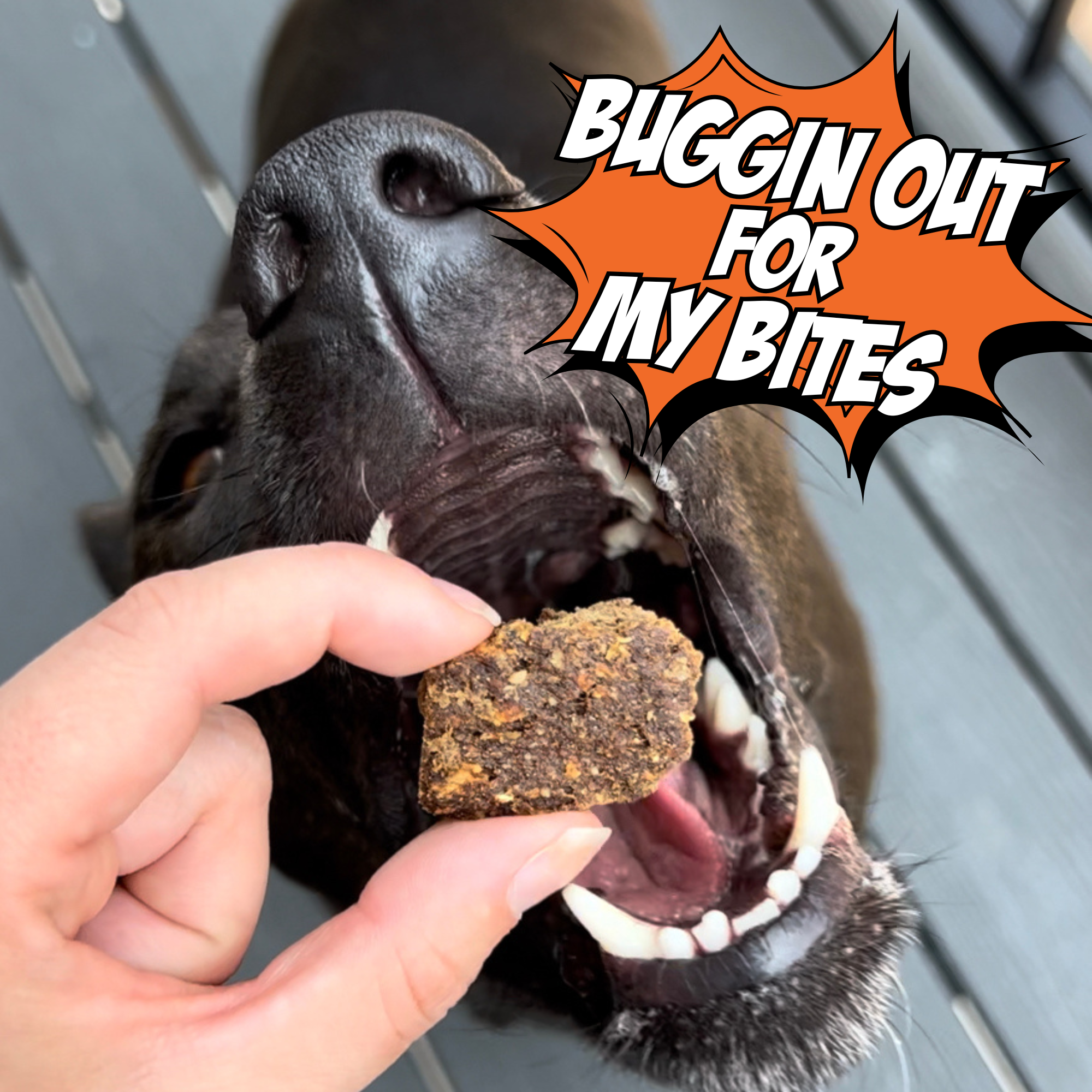Gut Healthy Dog Treat Variety Bundle