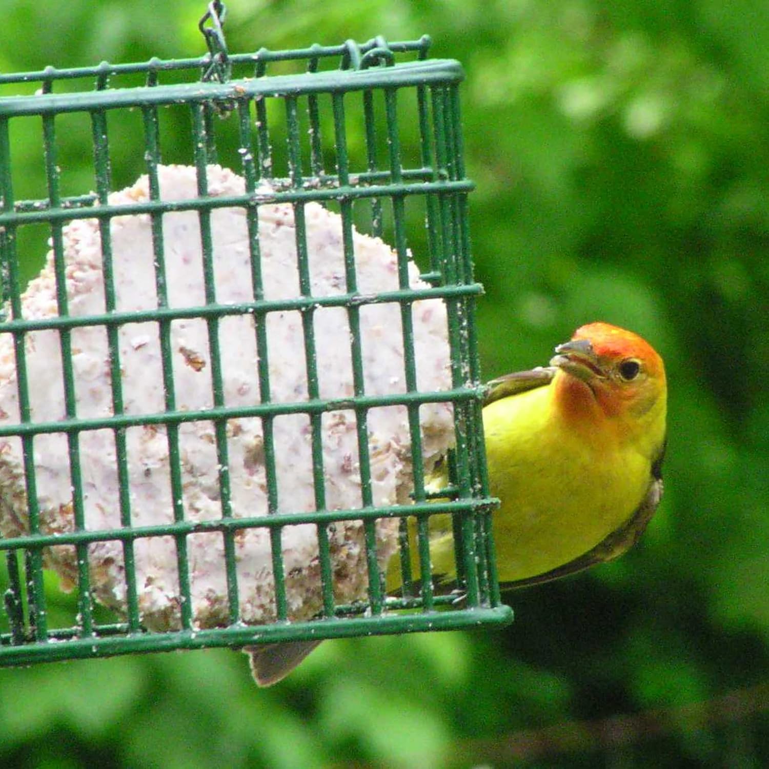 C&S Wild Bird Suet Seed Treat 11 oz & Large Suet Basket Feeder Combo