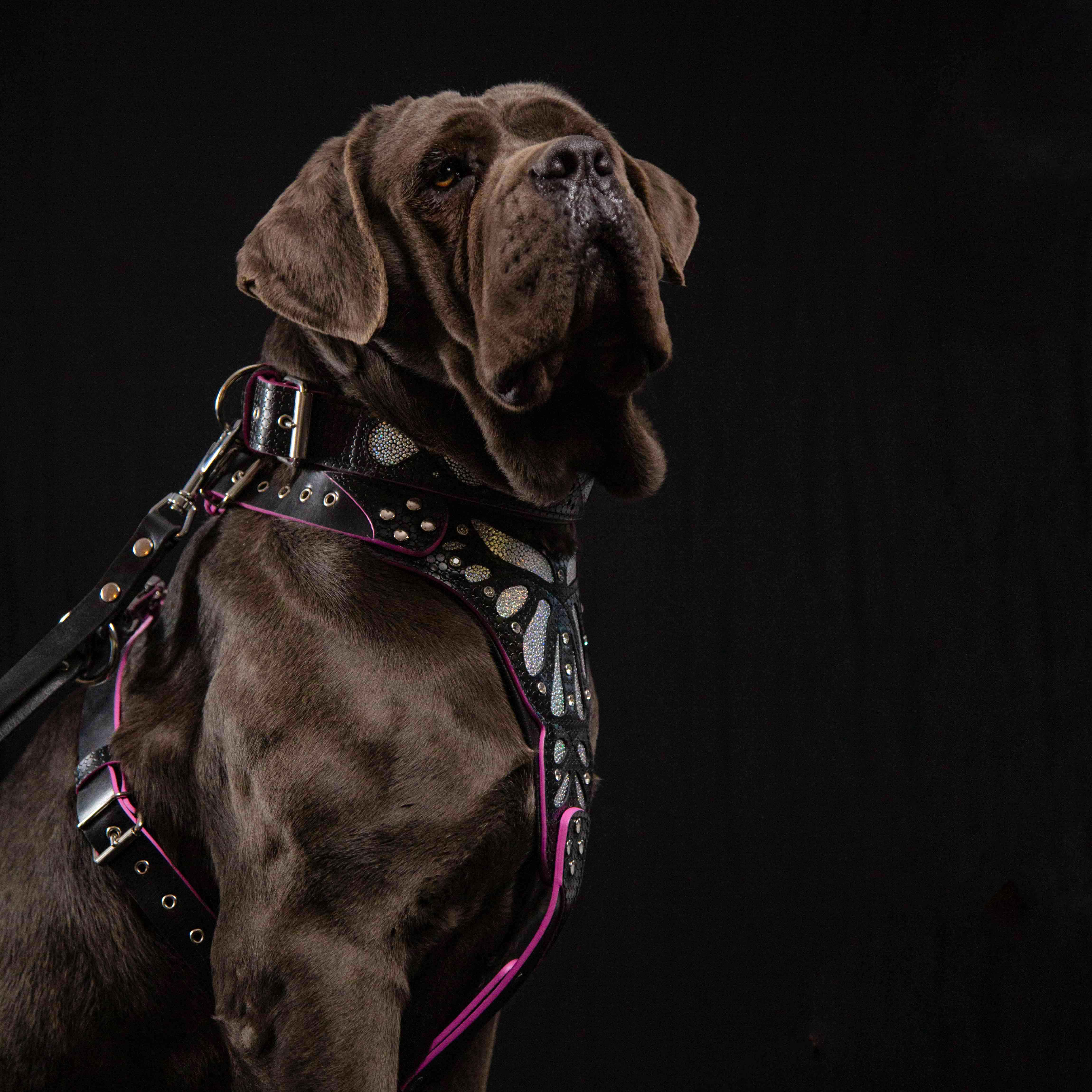 The "Ariel" collar