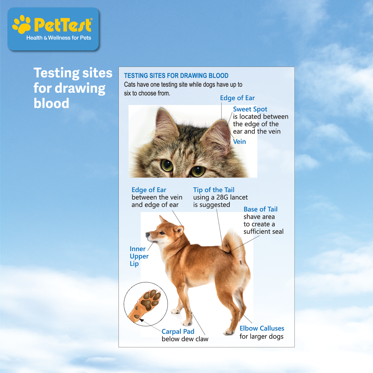 Advocate PetTest Safety Lancets 21 Gauge Box of 100