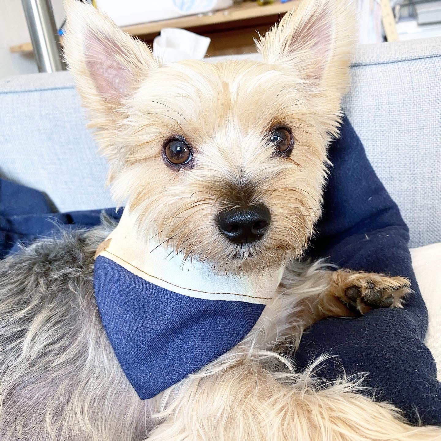 Aspen Reversible Pet Bandana