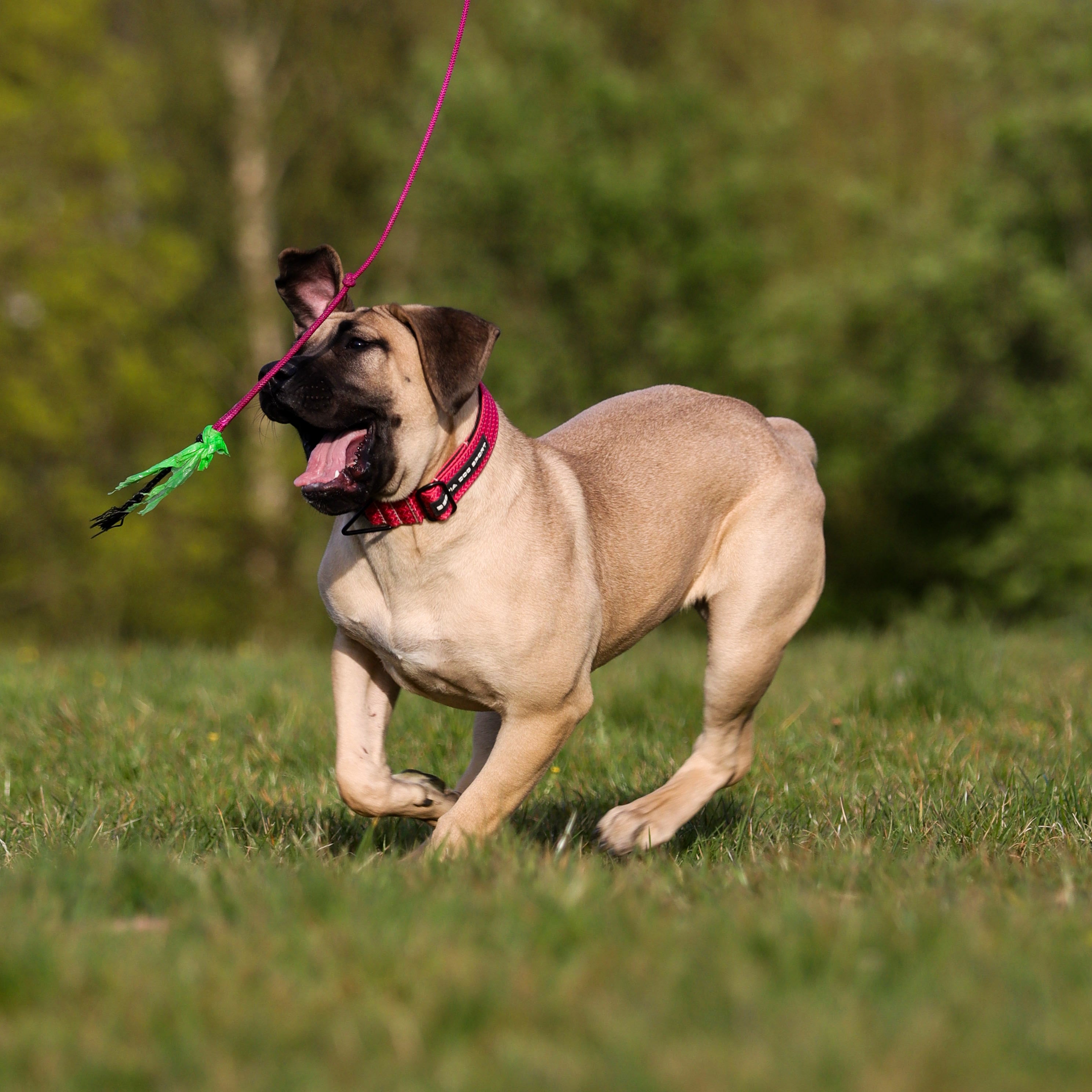 Bestia Dog Sport GripPro Print Collar - Pink