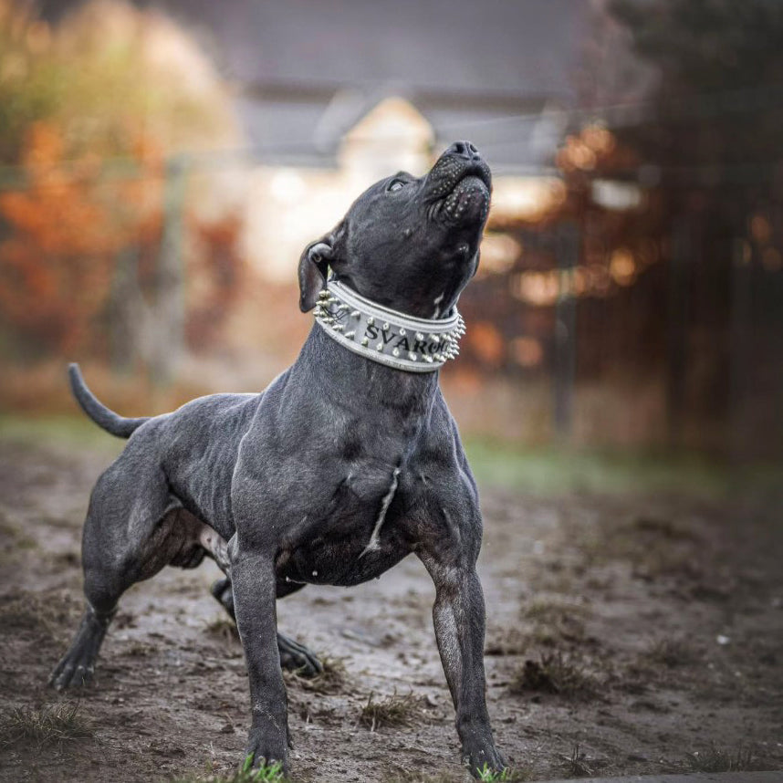 The Metal collar White & Gold- personalized!