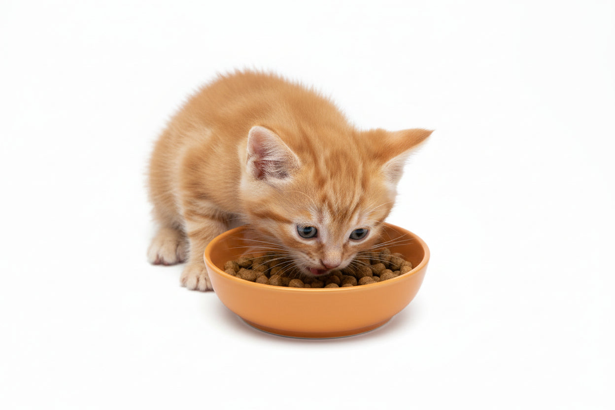 Ecoware cat dish 8oz