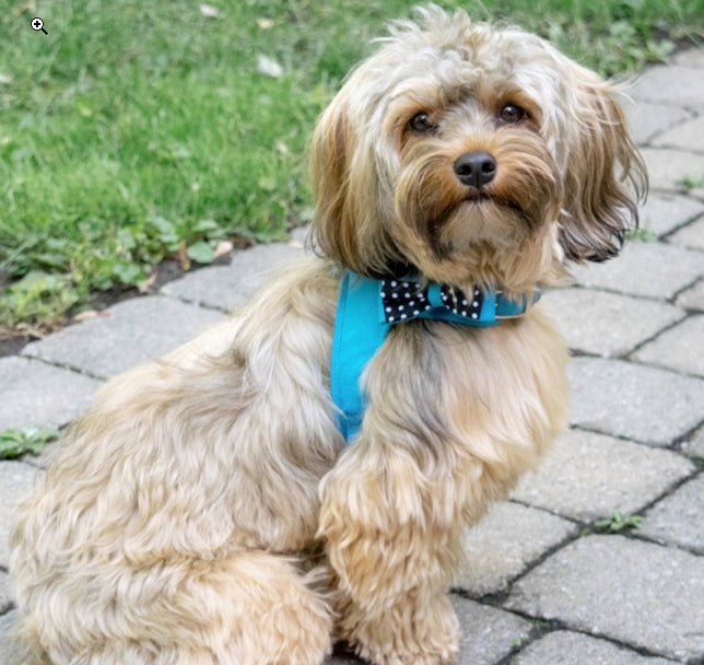 Coastal Pet Accent Microfiber Dog Harness Boho Blue With Polka Dot Bow