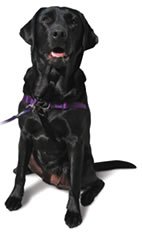 Sense-Ation No-Pull Dog Harness (Black, Medium)
