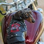 Doggie Design Biker Dawg Motorcycle Dog Jacket (X-Large, Black)