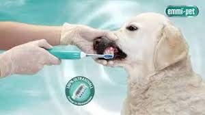 Emmi-pet Ultrasound Bristle-Head Attachments to Clean Pets Teeth and Gums (Large Head Size, Set of 2)