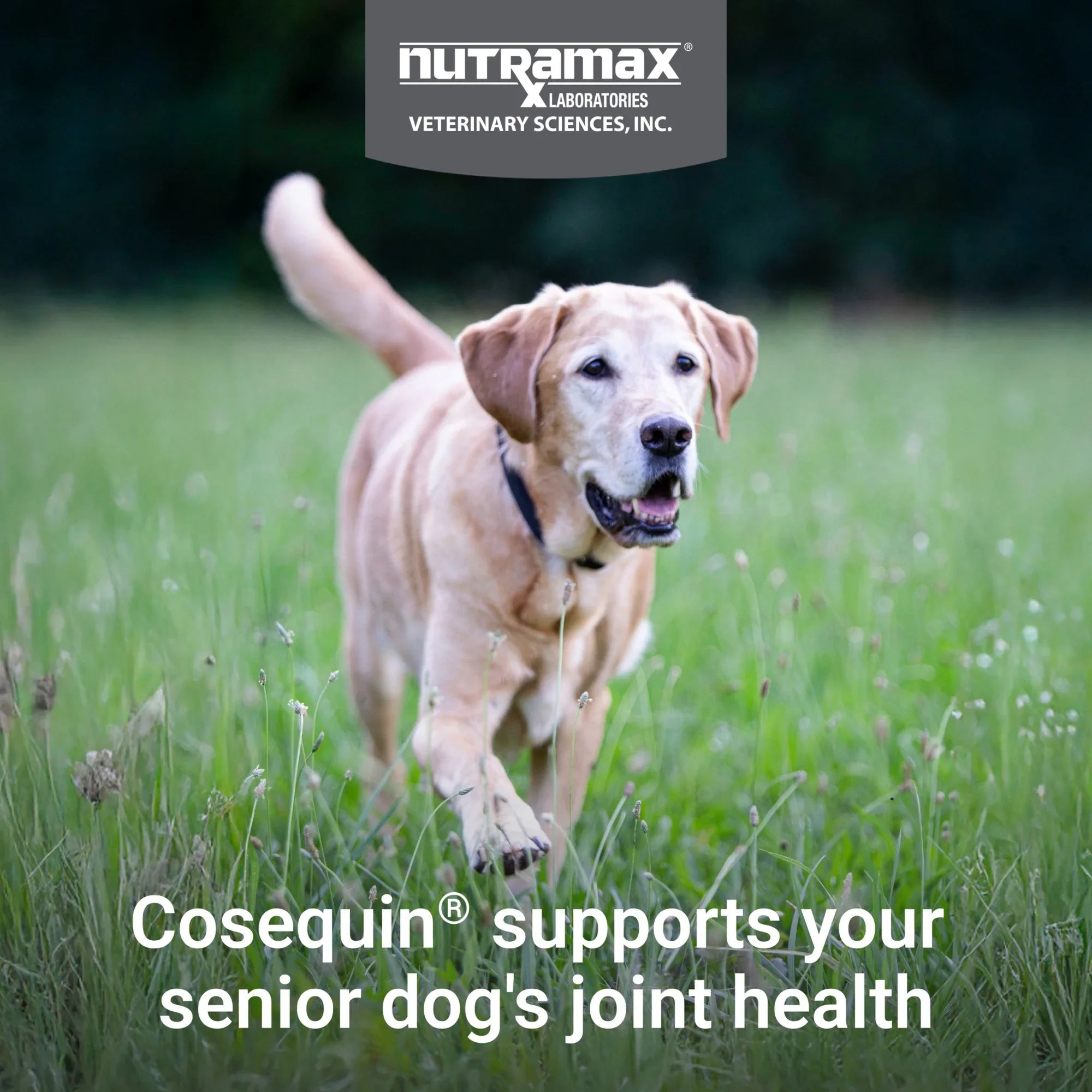 Nutramax Cosequin Senior Joint Health Soft Chews for Dogs 60ct Max Strength