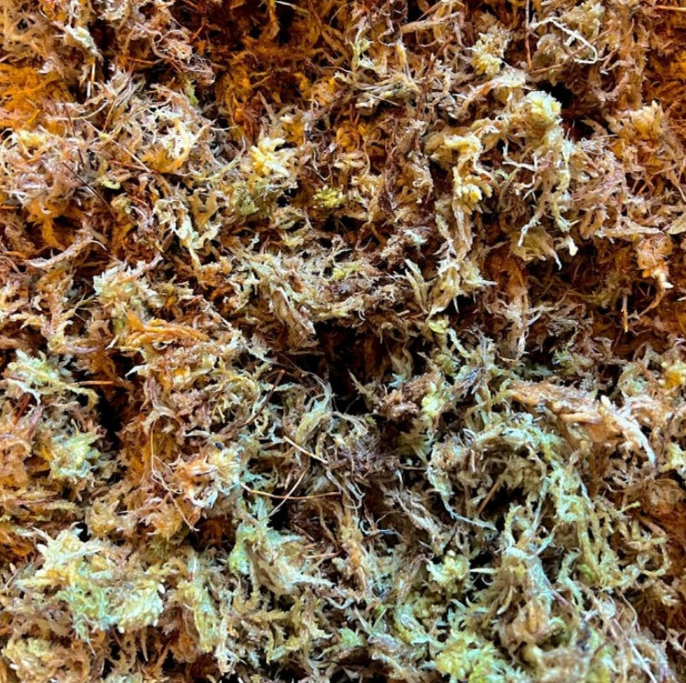 Lugarti Premium Sphagnum Moss for Reptiles