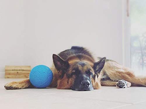 Jolly Pets Medium Soccer Ball Floating-Bouncing Dog Toy, 6 Inch Diameter, Ocean Blue