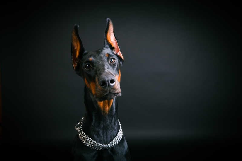 Dog Chain Collar, Heavy Duty Silver Triple Row Martingale Chain Dog Collars, Chew Proof Metal Cuban Link Dog Collar Adjustable F