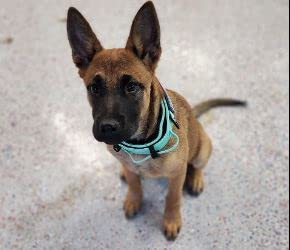 DEZIZEUSK9 Heavy Duty Military Dog Collar 2" Wide Adjustable Nylon MINTGREEN with Control Handle & Metal Buckle