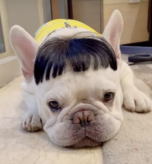 Spa Day Dog Costume Cosplay Wig, Curly Hair Pet Cat Wigs For Halloween Parties Dog Hats Wigs For Small Medium And Large Dogs Adjustable(Pet Head Circumference 8-27 Inches)