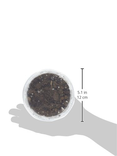 Ourpets Cosmic Catnip Kitty Cat Grass 0.88 Oz - Pack Of 6