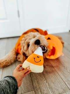Midlee Pumpkin Find a Toy Halloween Dog Toy