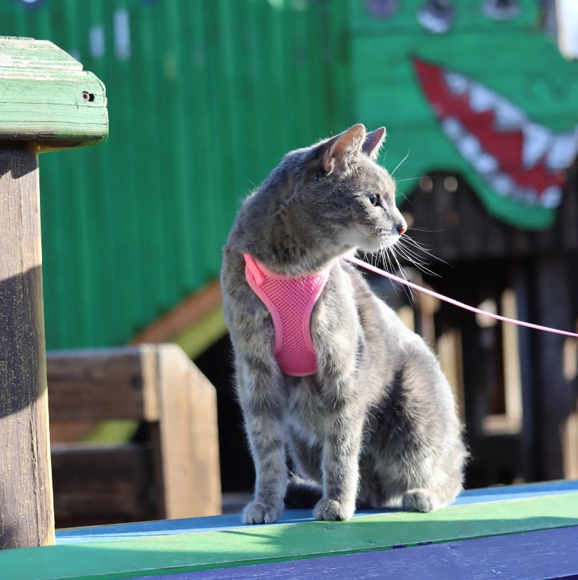 Coastal Pet Comfort Soft Adjustable Cat Harness Black