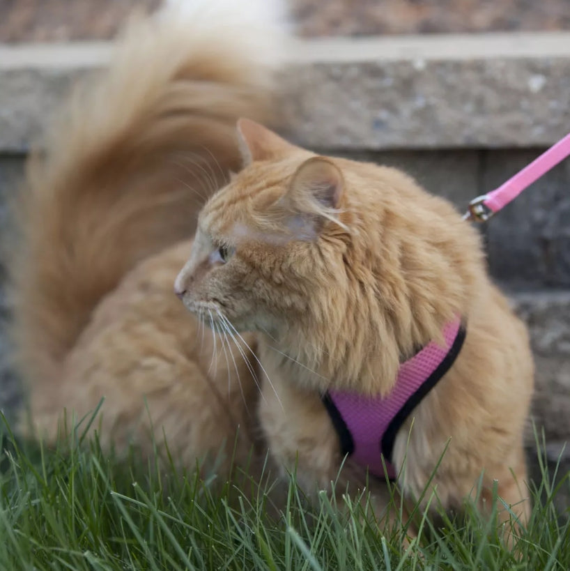Coastal Pet Comfort Soft Cat Harness With Leash Black