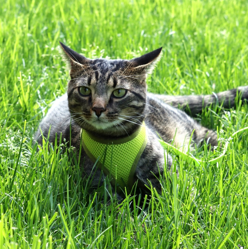 Coastal Pet Comfort Soft Cat Harness With Leash Black