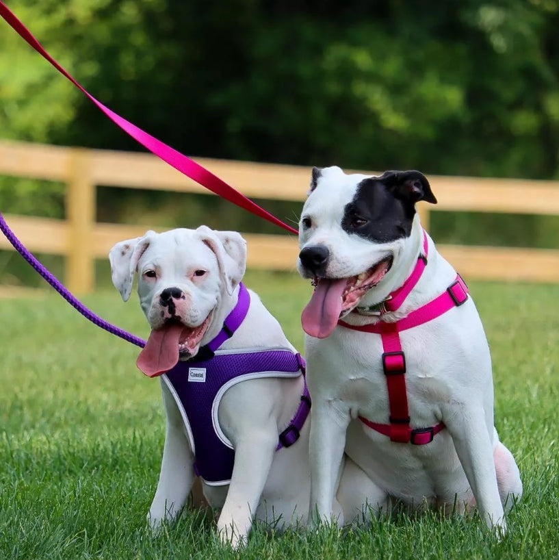 Coastal Pet Comfort Wrap Adjustable Dog Harness Black