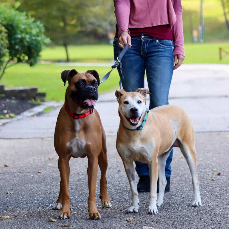 Coastal - 2 Dog Walker Tangle-Free Adjustable Leash, Black, 5/8' X 04'