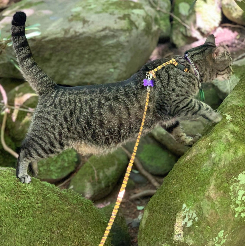 Coastal Pet Lazer Brite Reflective Adjustable Breakaway Cat Collar Red Bubbles