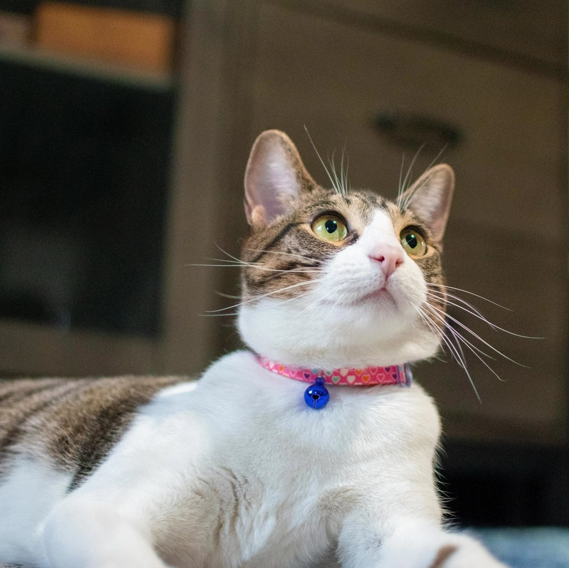 Coastal Pet Safe Cat Adjustable Breakaway Collar Tiger