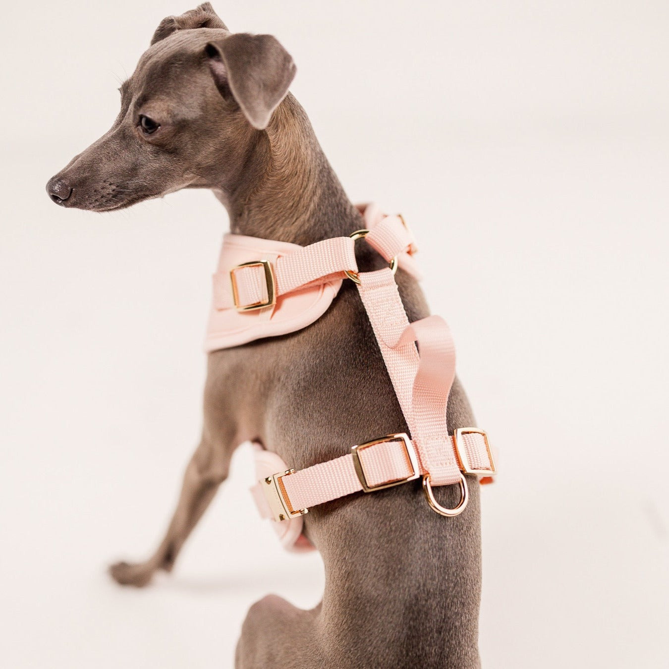Fur Elise Harness - Rose