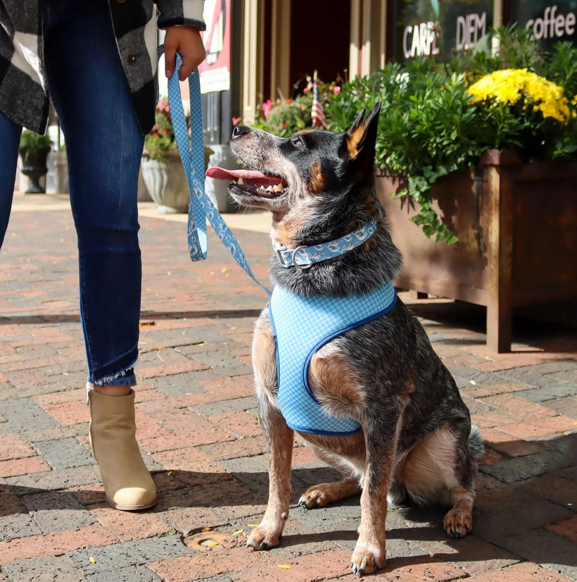 Coastal Pet Sublime Adjustable Dog Collar Sunflower
