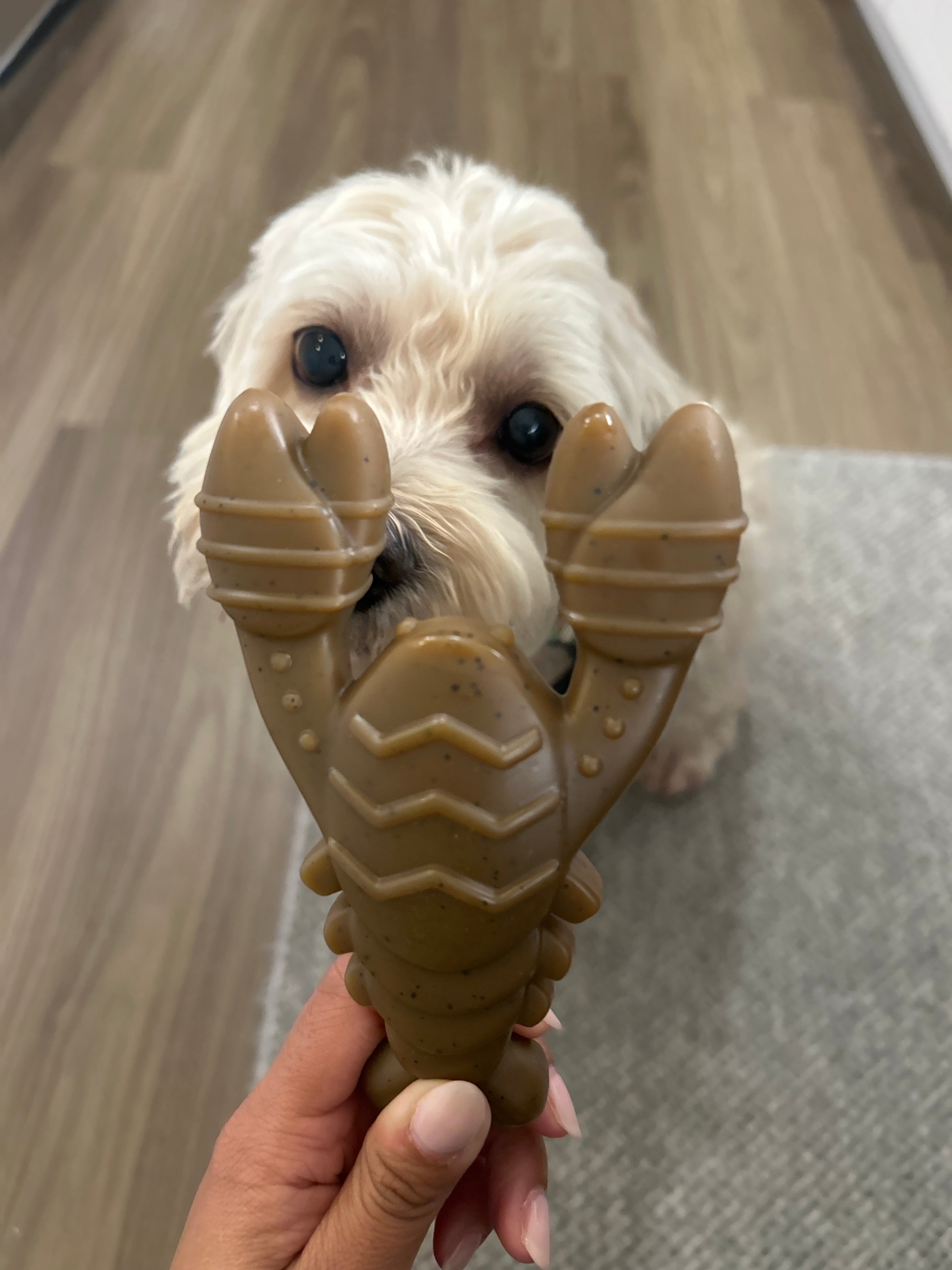 "Ocean Theme" Indestructible Chew Toy- For Tough Chewers
