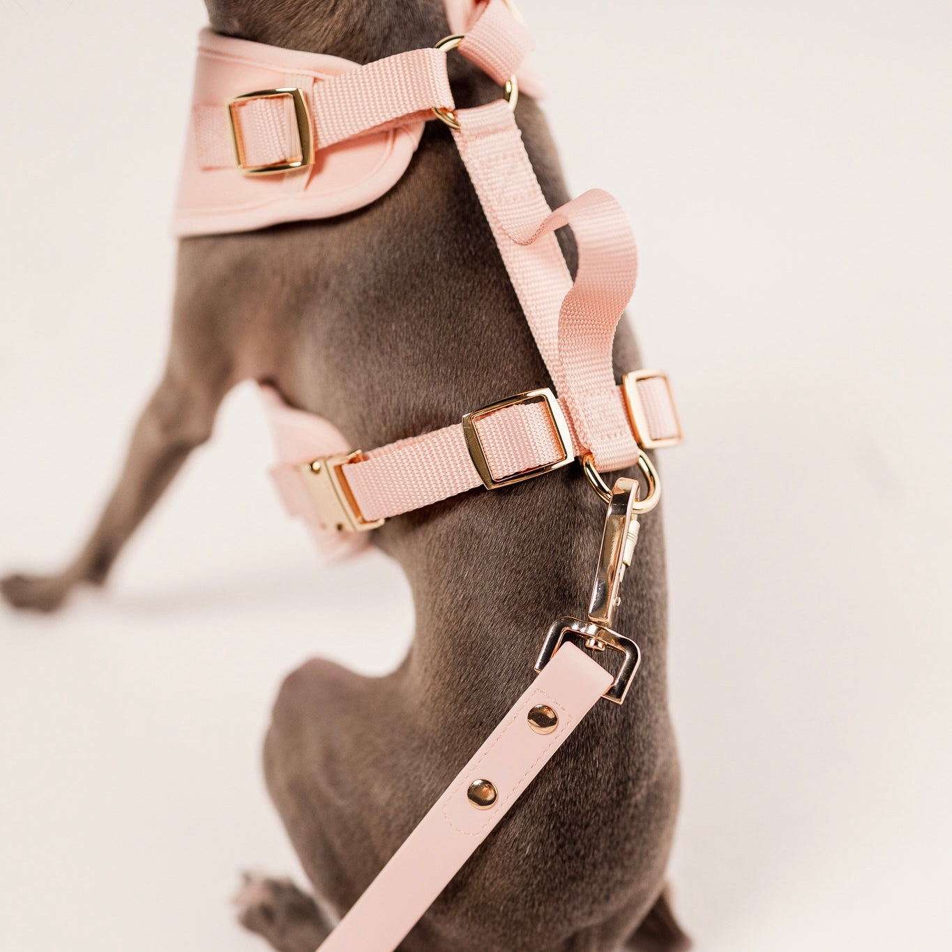 Fur Elise Essentials Walk Set - Rose