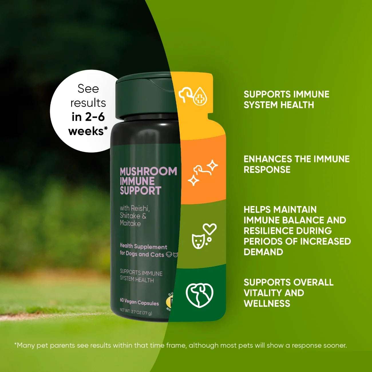 Mushroom Immune Support