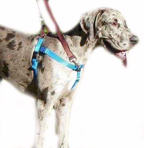 2 Hounds Design Freedom No Pull Velvet Lined Dog Harness And Leash Training Package Black Xl