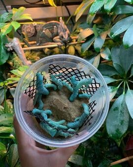 Live Hornworm Cup (25-35 Count) | UPS Shipping | for Bearded Dragons and Reptiles | Live Arrival Guarantee