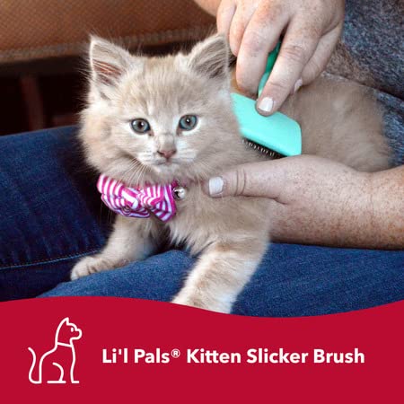 Lil Pals Kitten Slicker Brush with Coated Tips