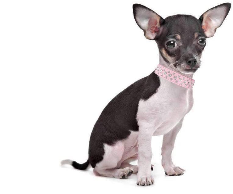 Rhinestone Dog Collar, Bling Rhinestone Pu Leather Crystal Diamond Pet Dog Cat Puppy Collar Black S M L Xl (M, Black)